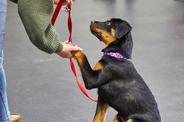 Dog-School Dog-School